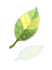 Icon of (c) Smokie Leaf
