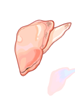 Icon of Delicious Clam Flesh