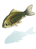 Icon of Crucian Carp